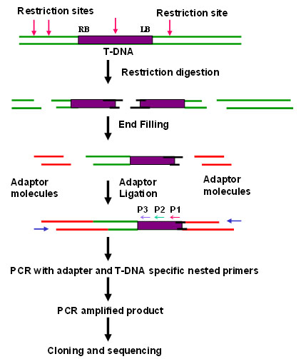حفظ یکپارچگی از مولکول های DNA کلروپلاست در گیاه آرابیدوپسیس - www.p3020.com