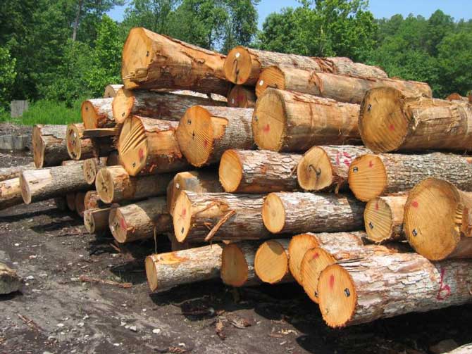 پروژه مالی شرکت صنعت چوب شمال